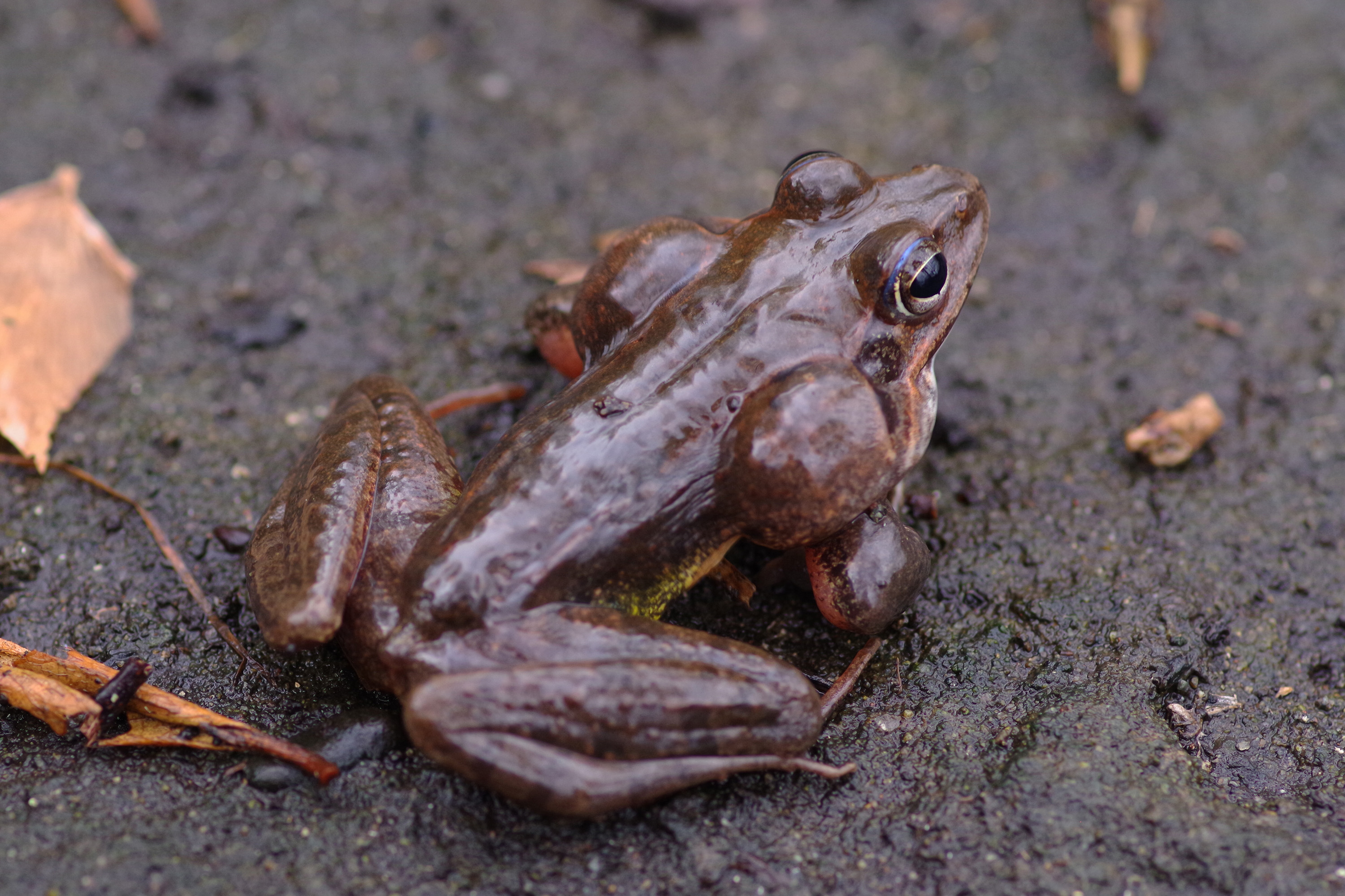Japanese Brown Frog | ture Japan | Nature Photographs