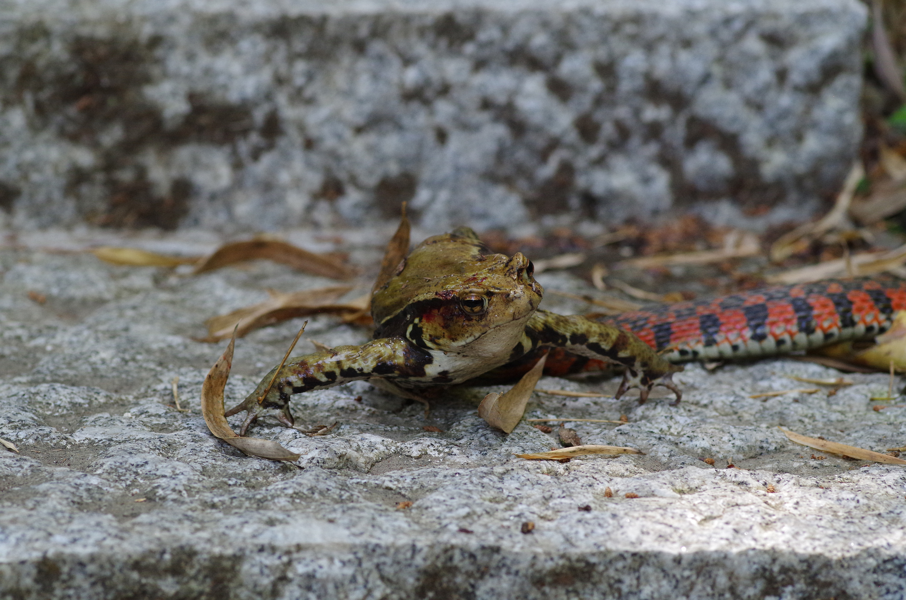 Tiger Keelback | ture Japan | Nature Photographs