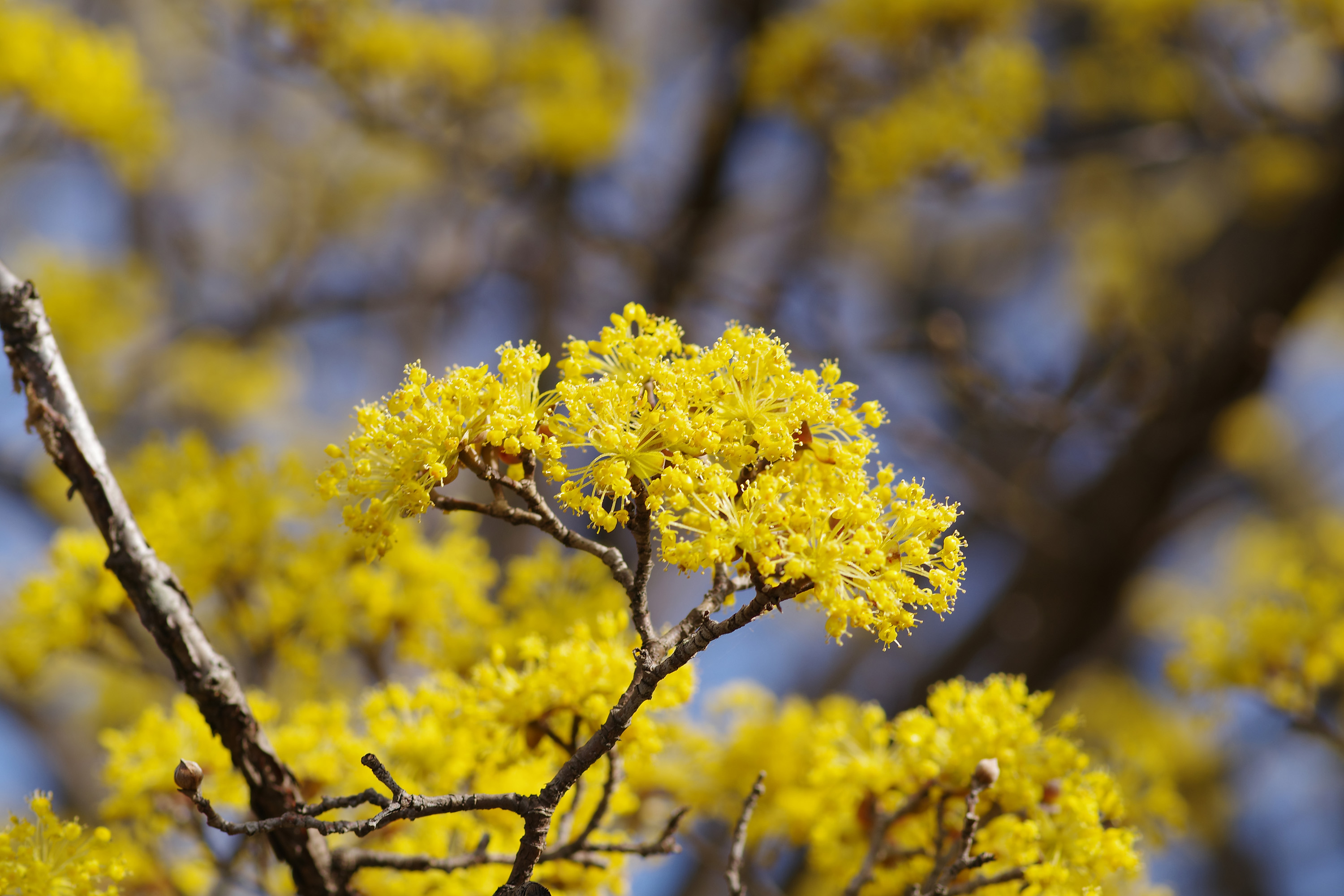 Cornus Fruit | ture Japan | Nature Photographs