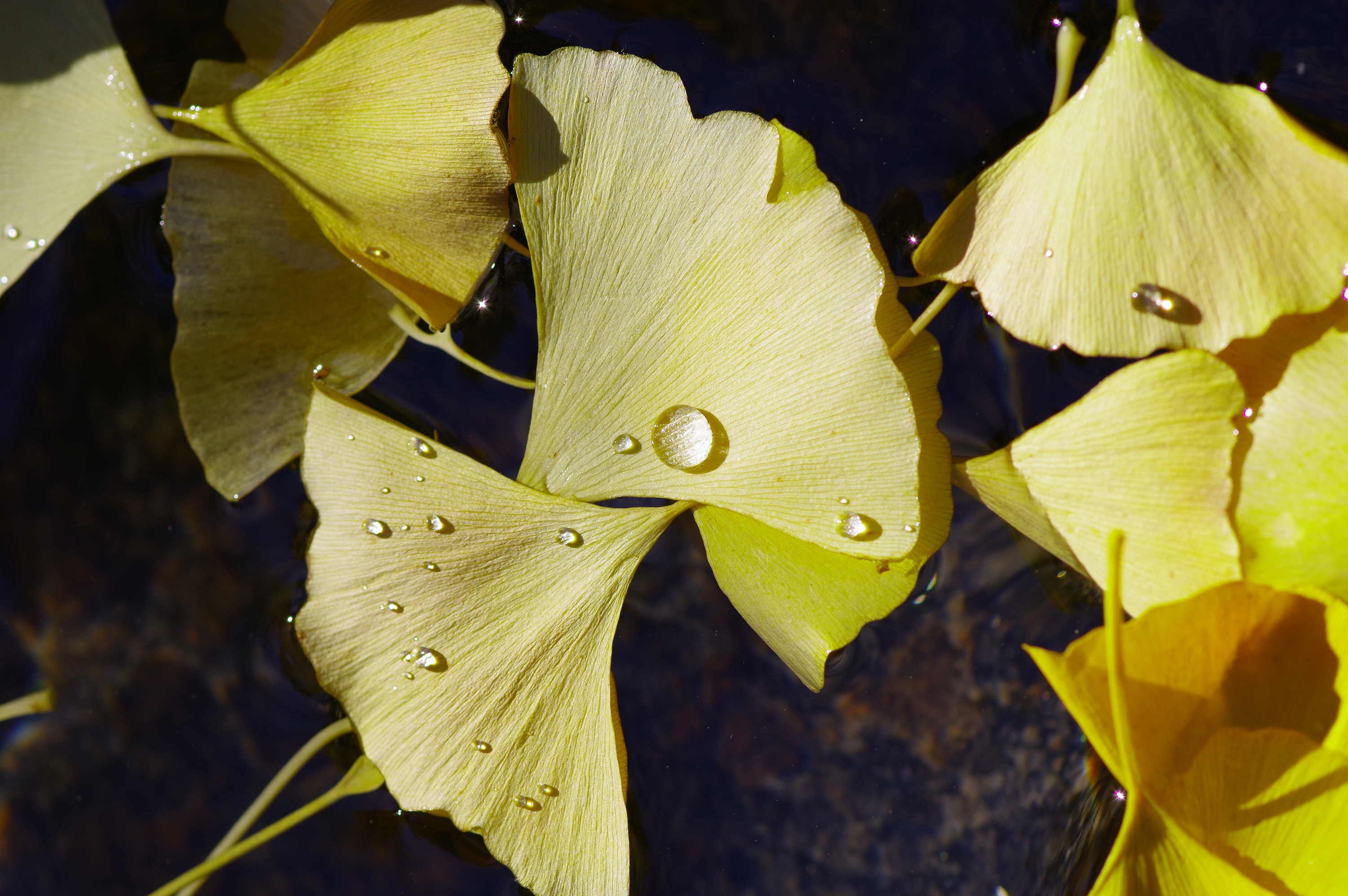 Dropped In The Water Ture Japan Nature Photographs