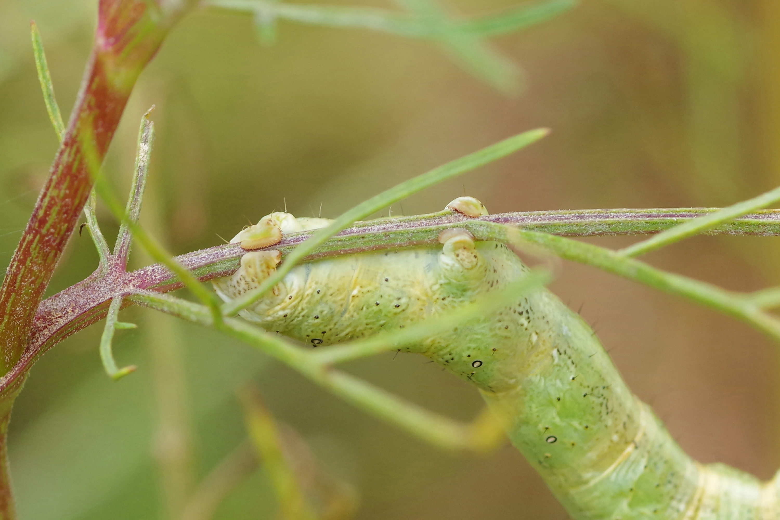 Moth | Ascotis selenaria | ture Japan | Nature Photographs